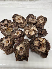 Premium Ostrich Meat Pet Treats – Fresh, Handcrafted, Vacuum-Sealed (20 Pieces) – No Additives or Preservatives