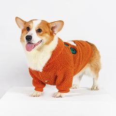 Cute Corgi Dog Outfits