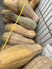 Handcrafted Fresh Vegetable Pet Treats –  (20 Pieces) Vacuum-Sealed Pack (Pumpkin, Carrot, Yam) – No Additives, All-Natural, Digestive Support