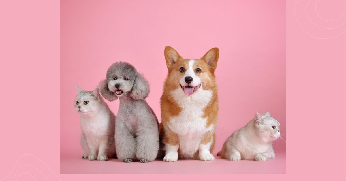 Dogs Collection
