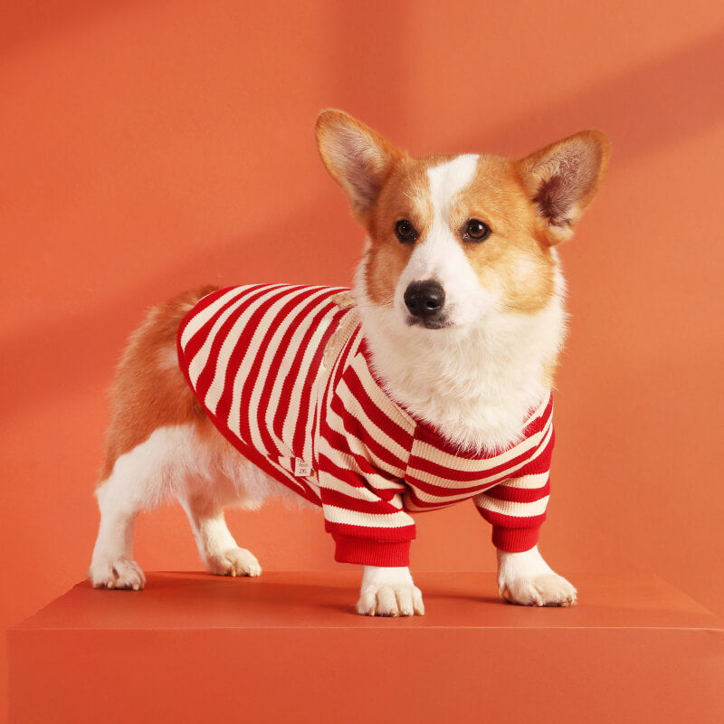 Sweater with Corgi