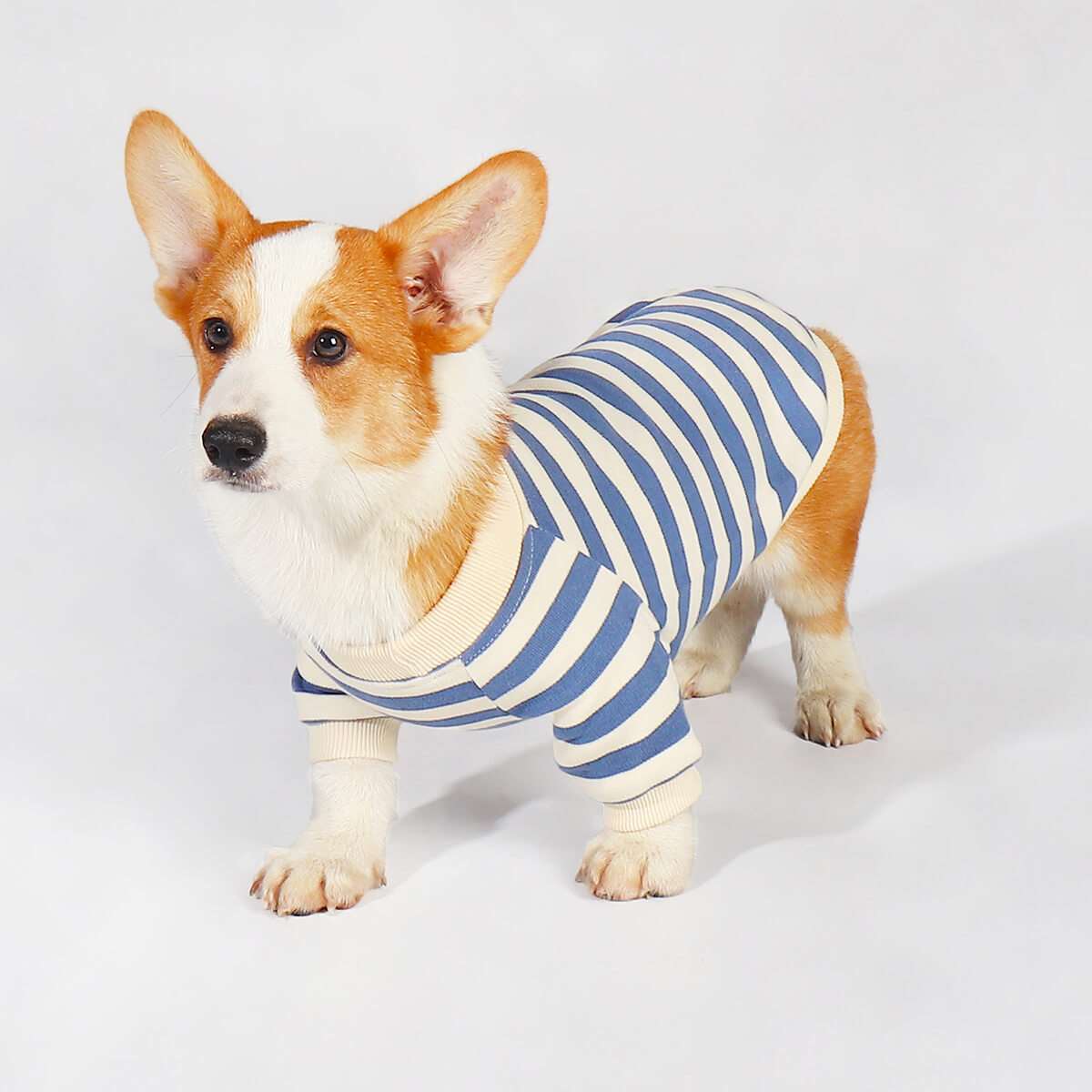 Corgi Puppy Outfits